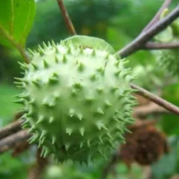 Buah Kecubung Wulung Segar 1Pket Isi 6Buah. #_*