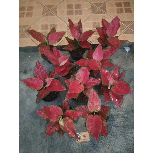 Aglonema Red Anjamani Jumbo