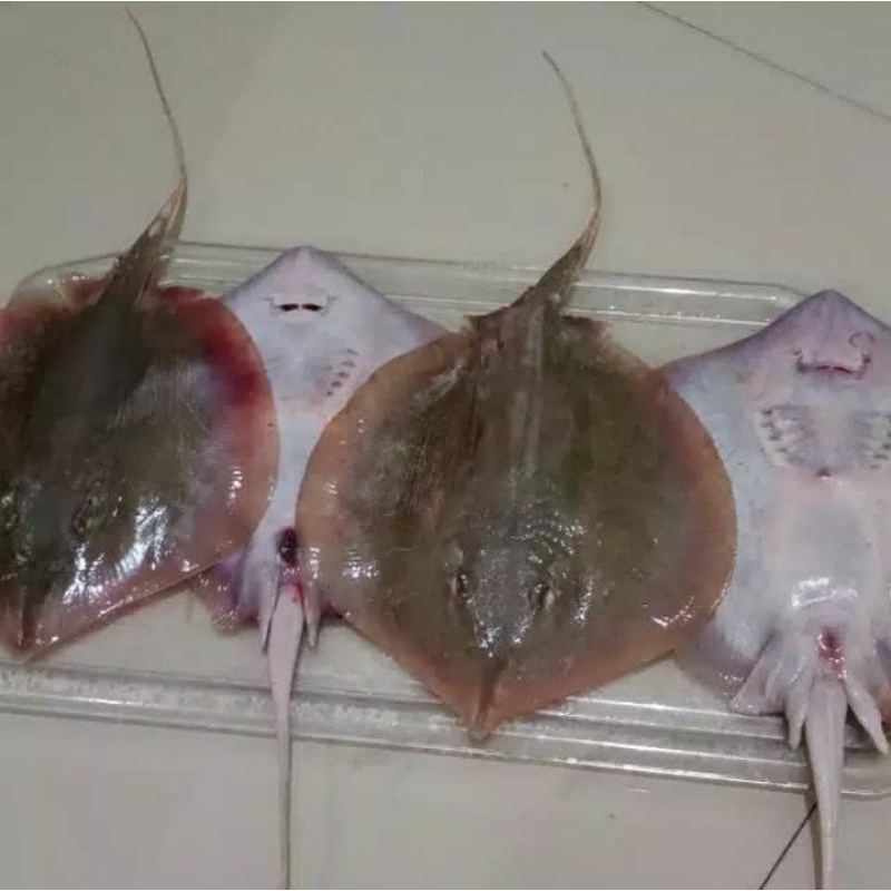 

BSM | TERMURAH Ikan Pari Utuh Segar / Ikan Pari / Stingray 500gr - 1kg | Sayur online