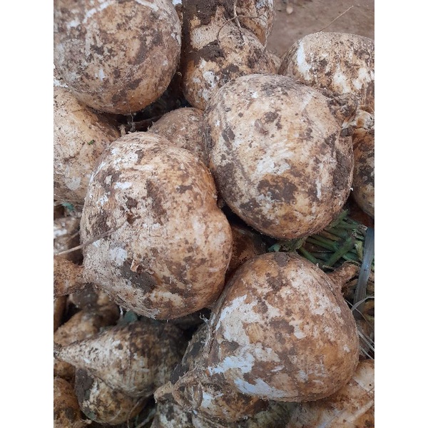 

Bengkoang segar 1 kg