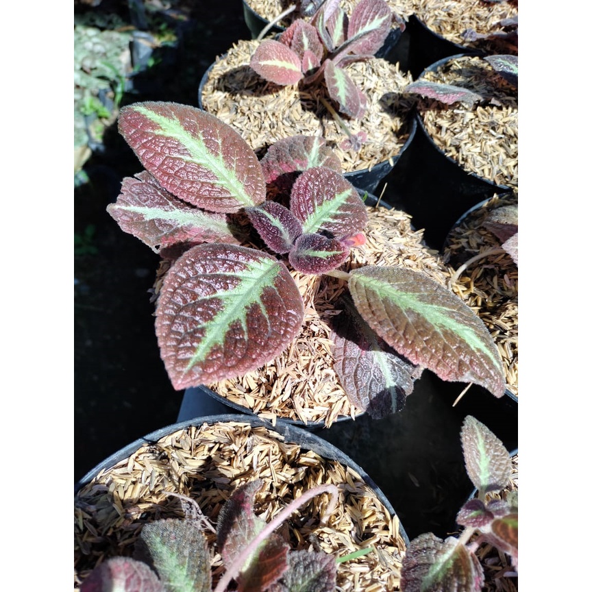 Tanaman Hias Episcia - Daun Beludru - Flame Violet - Tanaman Karpet - Lace Flower