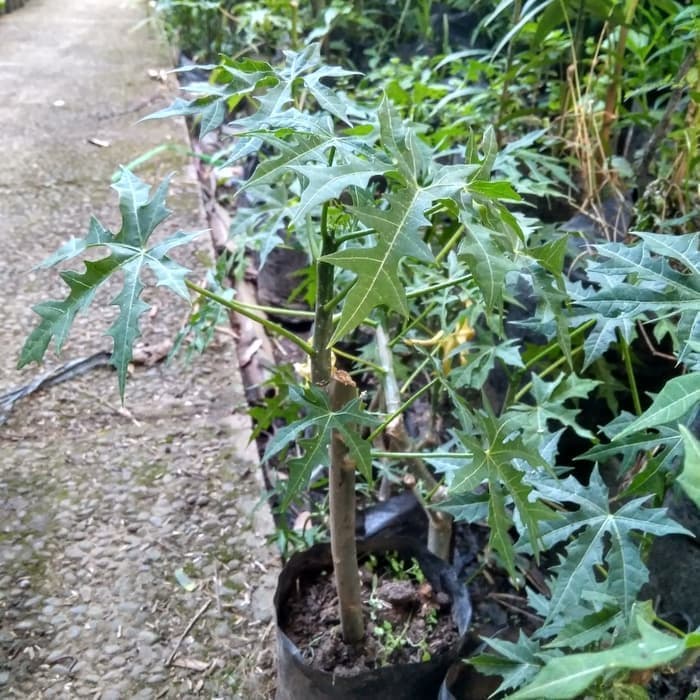 bibit tanaman pepaya jepang-pohon pepaya jepang