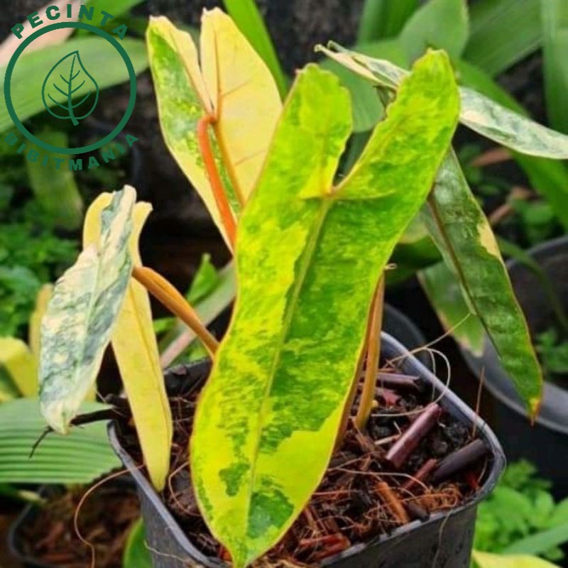 New Bonggol Philodendron Kabel busi Varigata-tanaman hidup-bunga hidup murah-philodendron