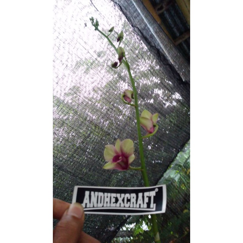 Anggrek Dendrobium Warna Ungu Hijau