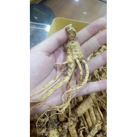 Ginseng Utuh China / Stamina Pria / Herbal Alami / Kualitas Super King Ginseng Per Gram