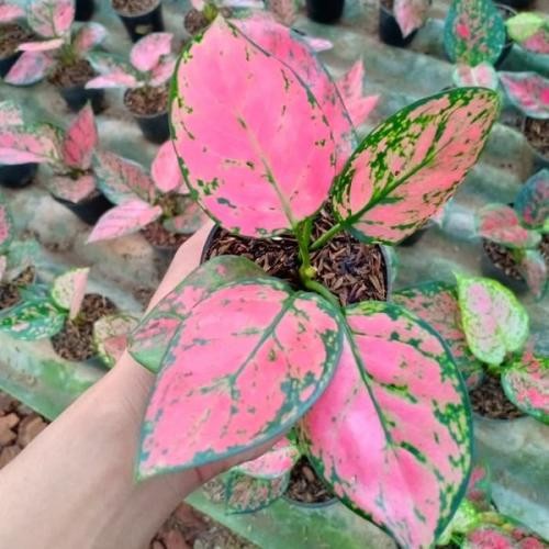 BUNGA AGLONEMA LADY VALENTINE TANAMAN AGLONEMA LADY VALENTINE MURAH MENOR WARNA PINK CANTIK