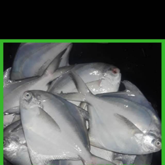 

TERMURAH Bawal putih / bawal laut ukuran 1kg