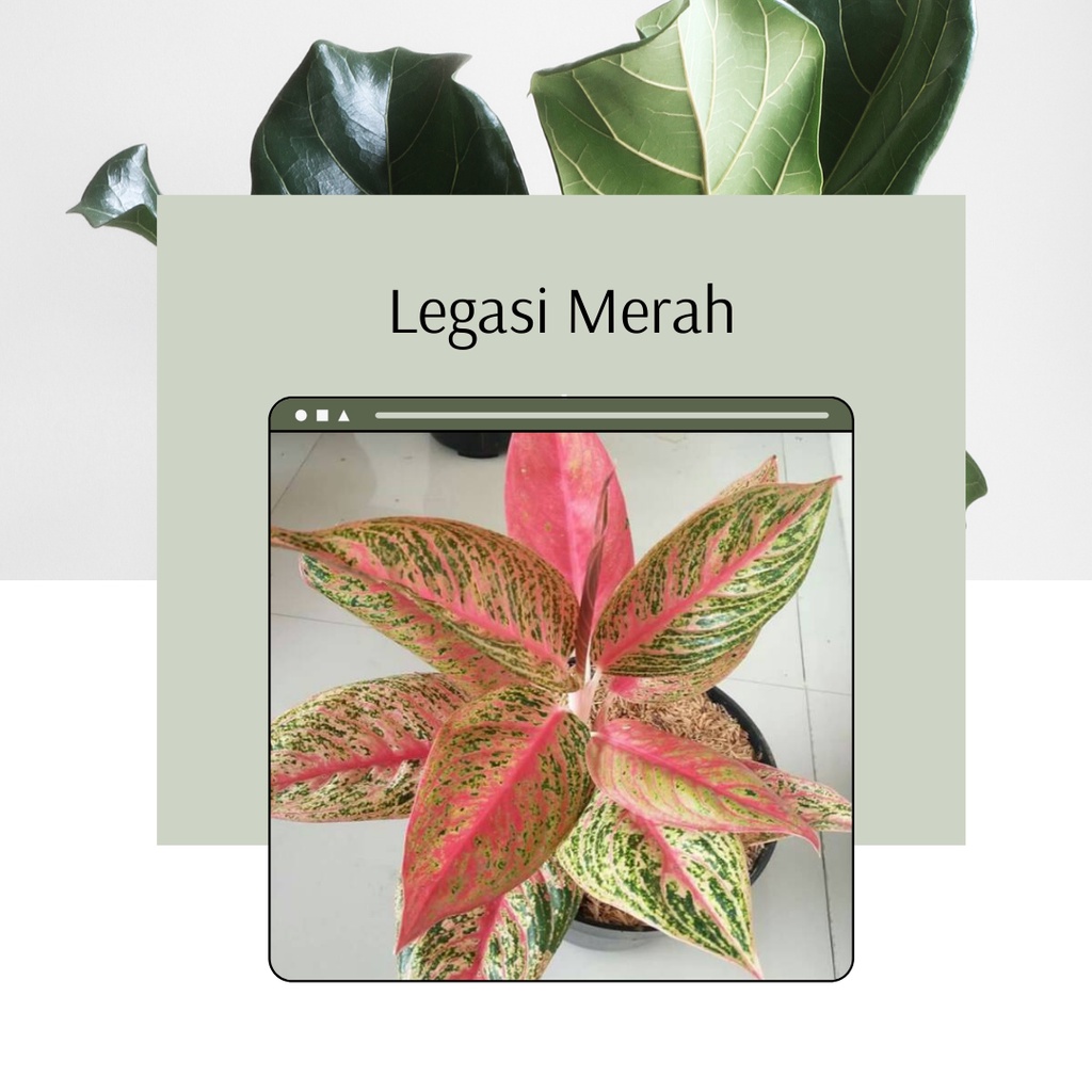 Tanaman Hias Legacy Red Aglonema Red Legacy Legasi Merah Aglonema