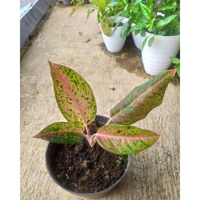 aglonema bikroy || tanamanhias aglonema murah meriah