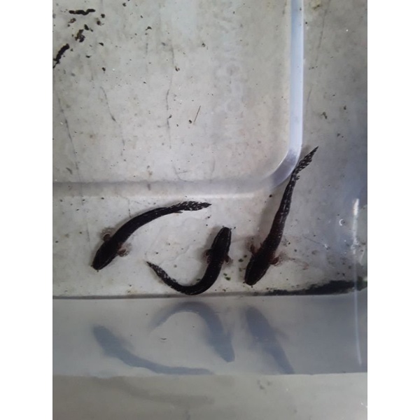 

ikan palmas polii