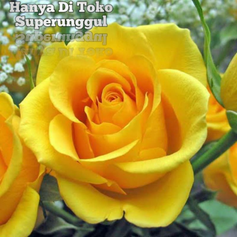 Bibit bunga mawar kuning super