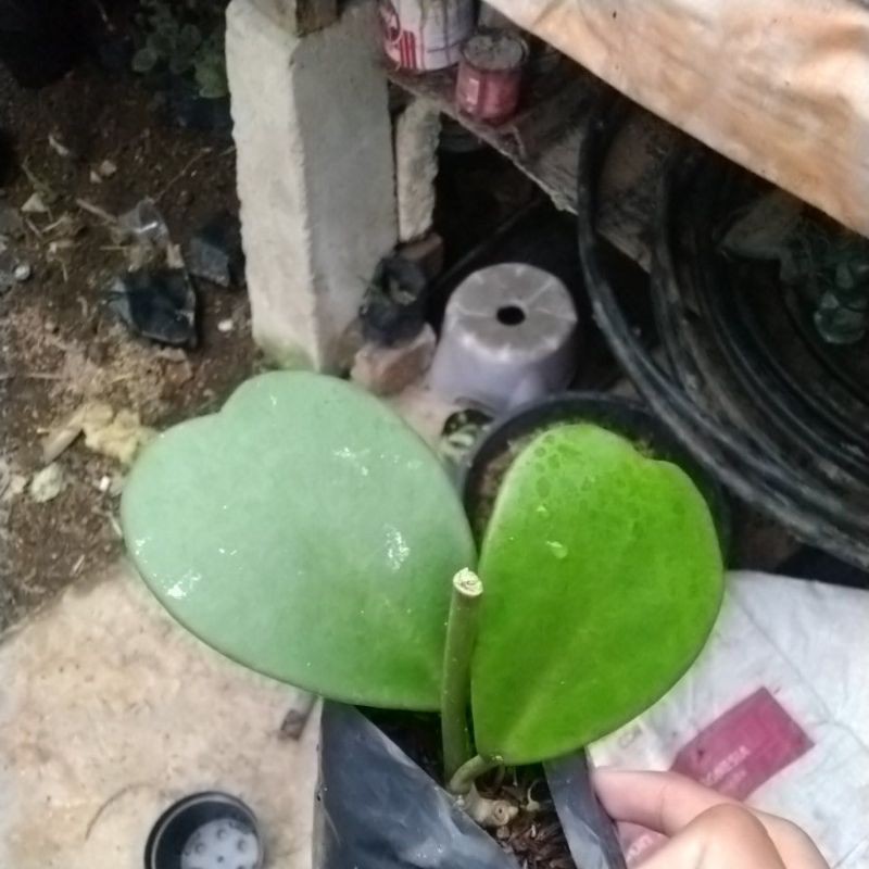 Hoya kerii love cluster