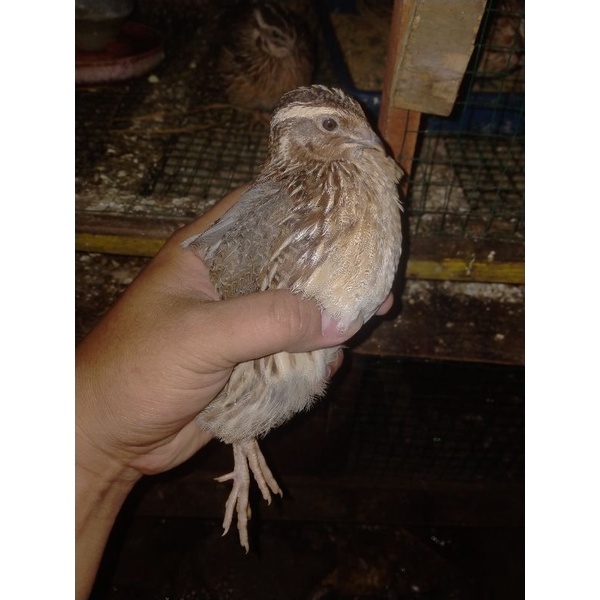 Puyuh afkir / Puyuh dewasa / puyuh besar