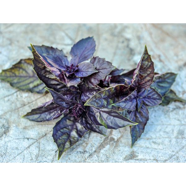 Benih Bibit Biji - Basil Purple Dark Opal Herb Seeds - IMPORT (10 Biji)