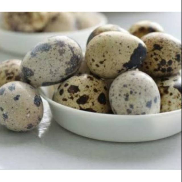 

Telur Puyuh