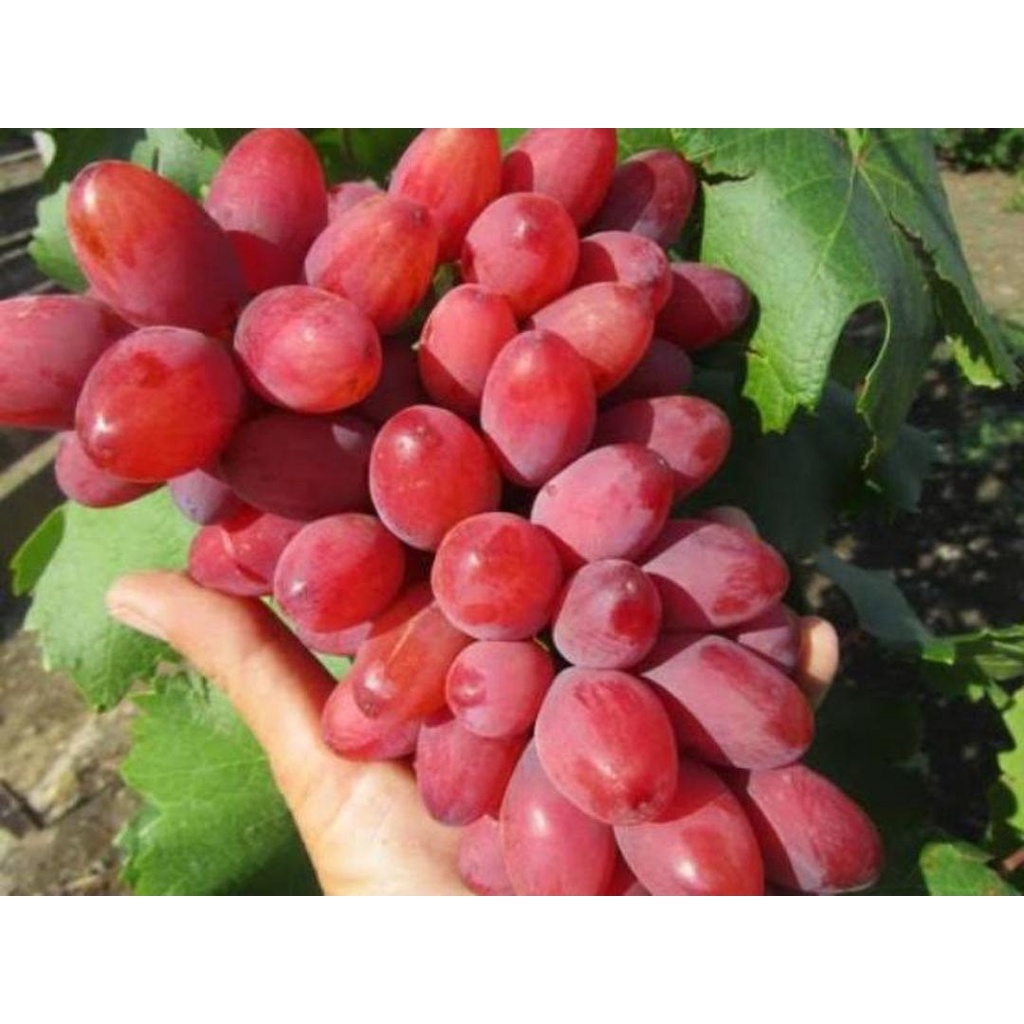 Bibit anggur import Dubovsky pink grafting kualitas super