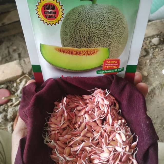 

Melon AROMA