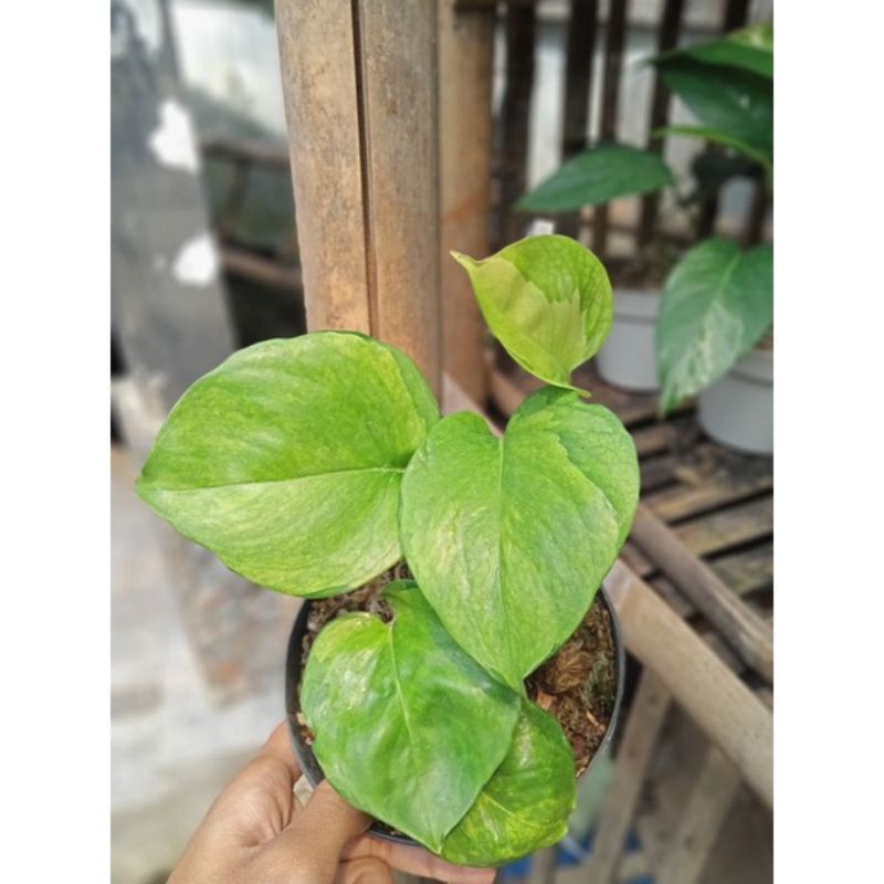 tanaman hias  epipremnum manjula golden