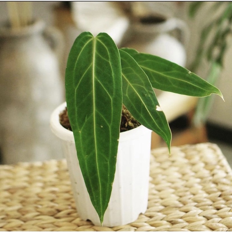 (STOCK TERBATAS) BIBIT-BONGGOL ANTURIUM WAROCQUIANUM-LIDAH GAJAH