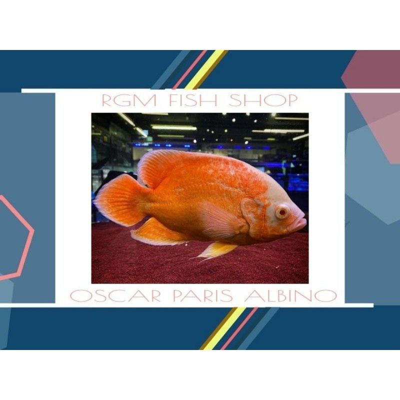 ikan Oscar Paris albino