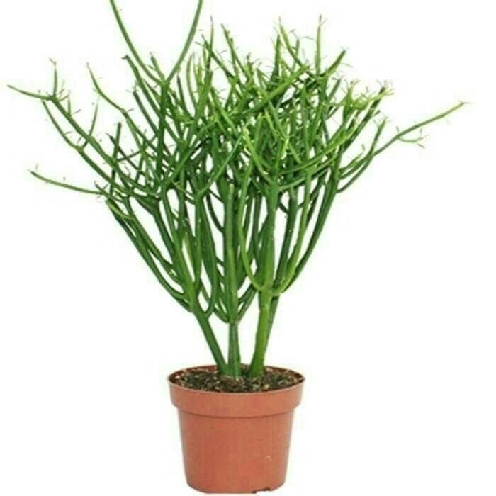 tanaman herbal patah tulang pohon patah tulang