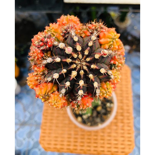 Kaktus Import Gymnocalycium AURORA