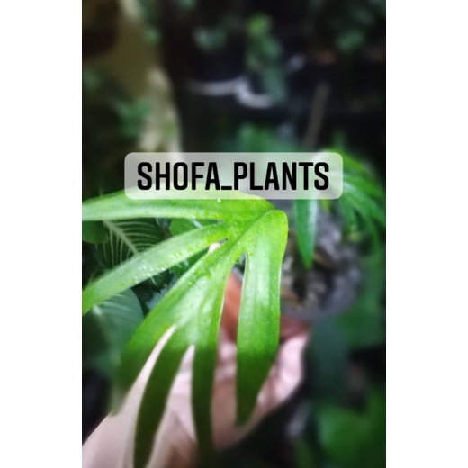 Amydrium zippelianum size sedang