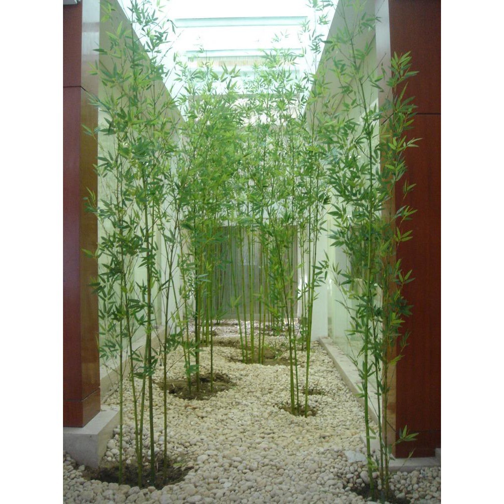 Tanaman Hias Bambu Cina Hijau