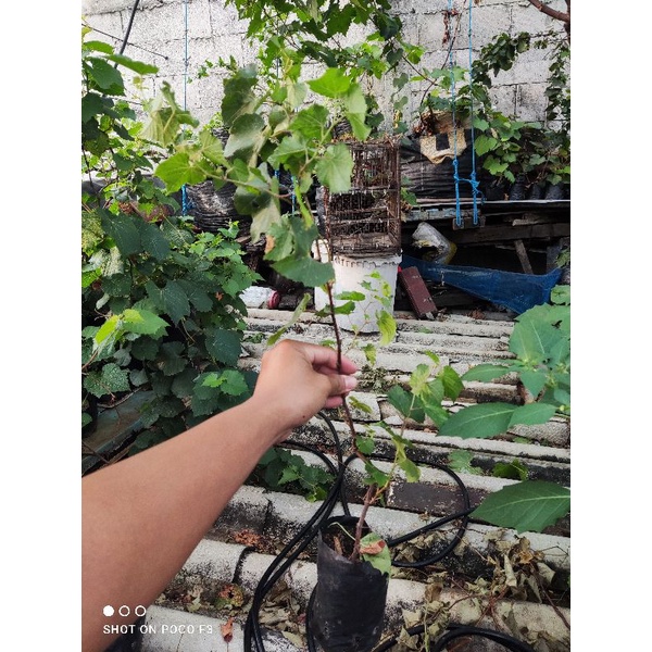 rootstok anggur import dogridge rs impor dogride