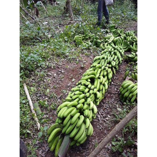 SUPER, Jual Bibit Pisang Ambon, Jual Bibit Pisang Ambon Warangan, Jual Bibit Pisang Ambon Kuning