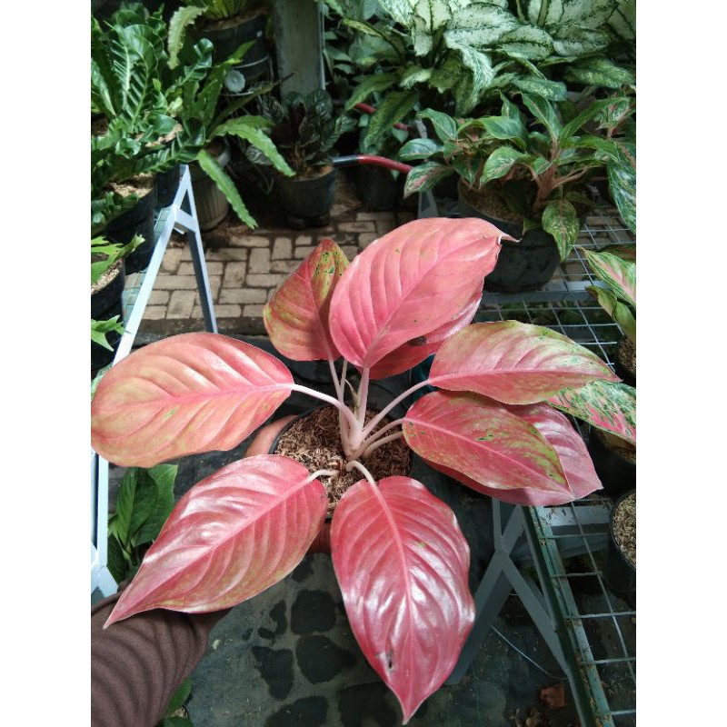 Tanaman Hias Aglonema Striptis Mutasi