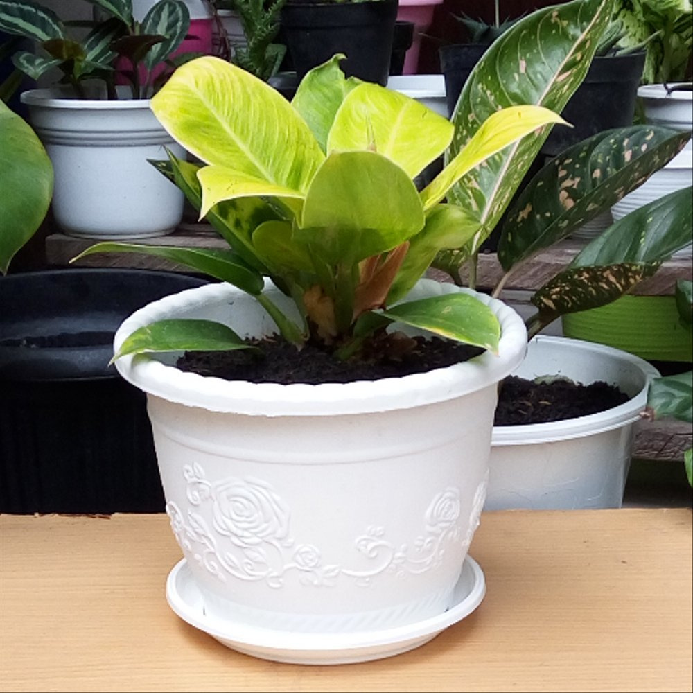 TAWON MDN 12 pot putih dan warna warni model tawon ukuran 12 pot bunga kecil cantik