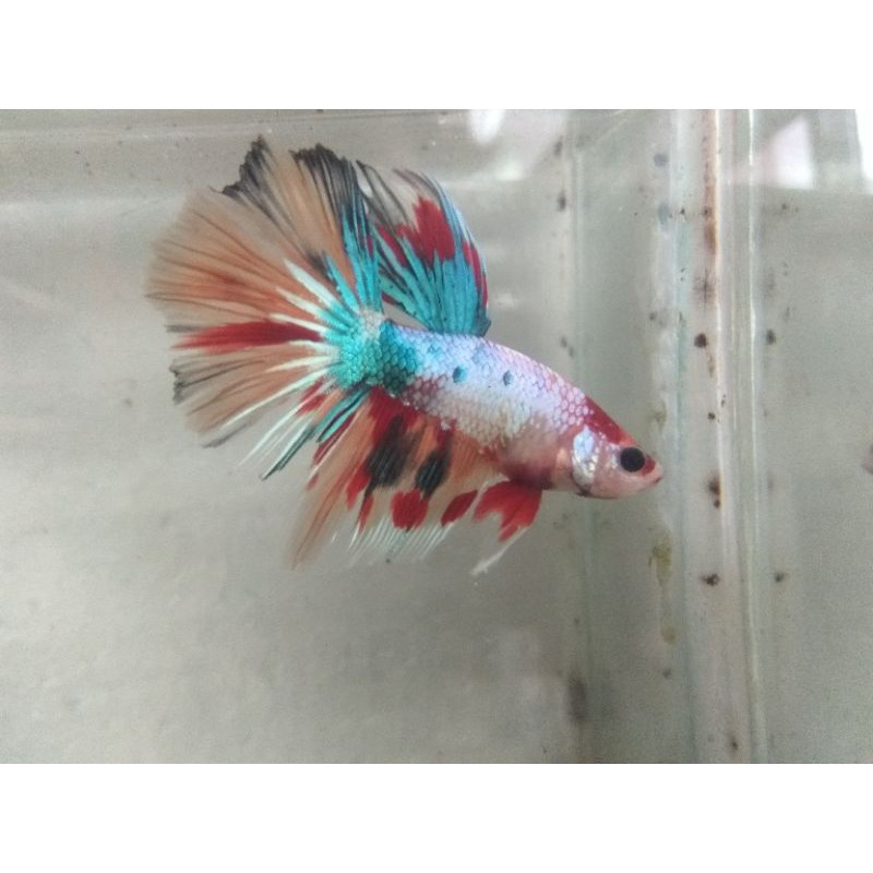 Halfmoon Nemo Cooper / HM Nemo Cooper