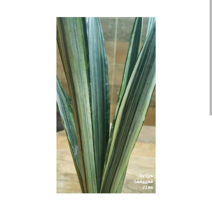 pusat tanaman hias sansevieria bantels sensation - sansivieria