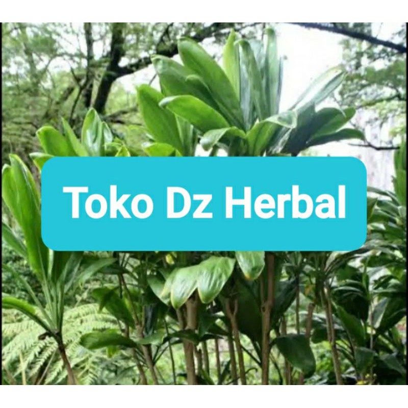 

Isi 30 lembar daun hanjuang hijau daun andong hijau-az