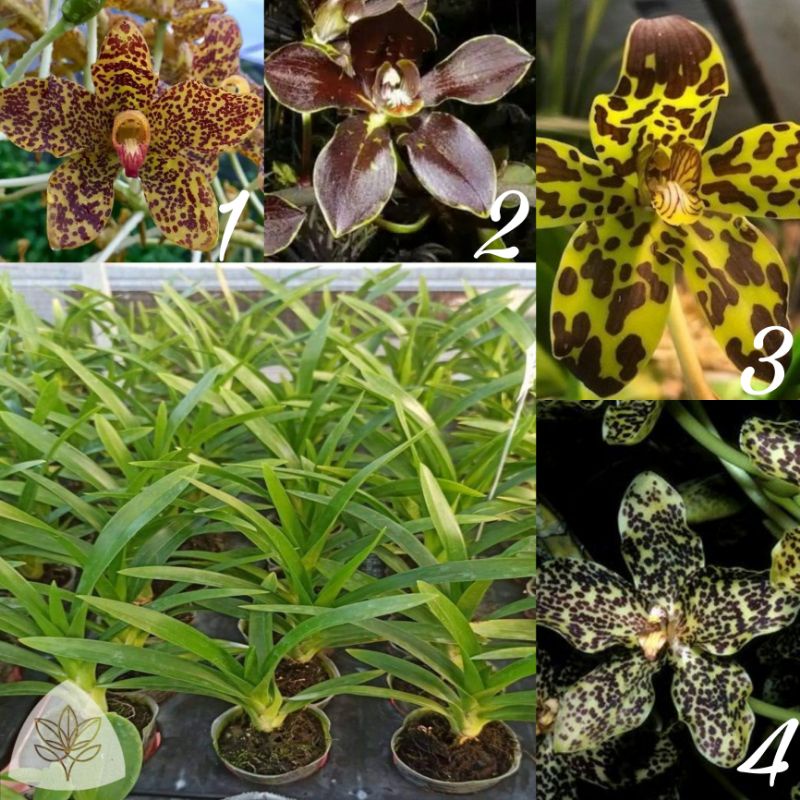 Seedling Anggrek Grammatophyllum Speciosum spesies