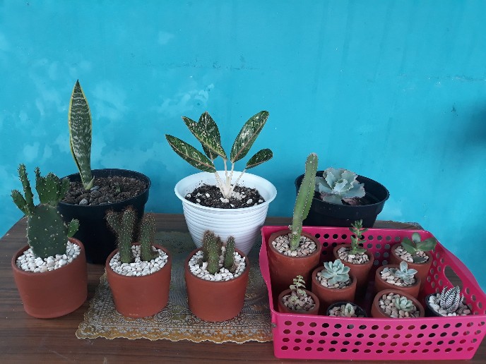 Pot Tawon Tirus Pot Lebah Hias Pirus Guci 201