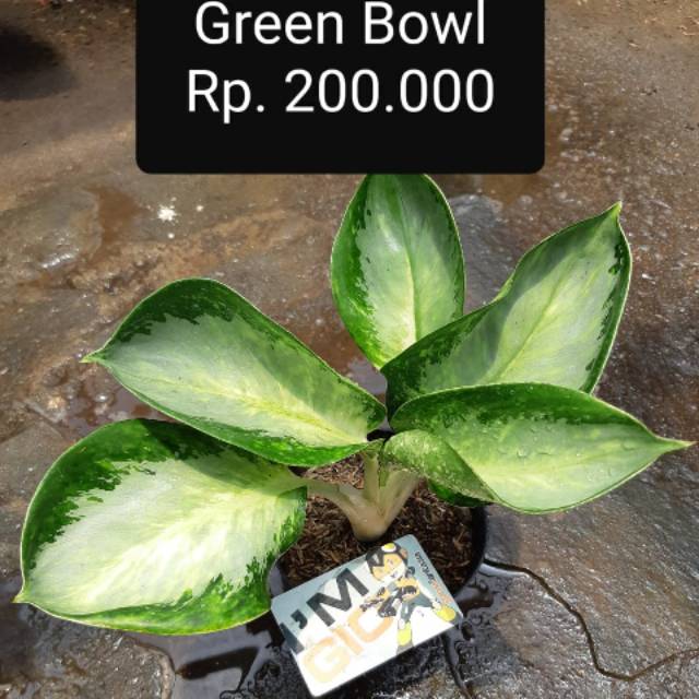 Aglaonema Green Bowl