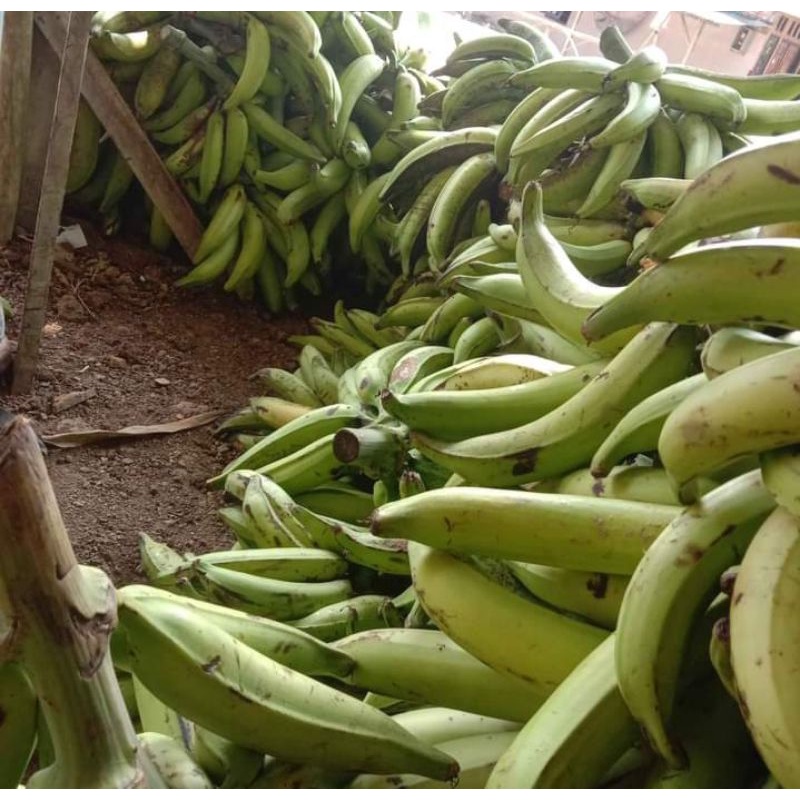 

Pisang Tanduk Pisang Byar Per kg 12.000