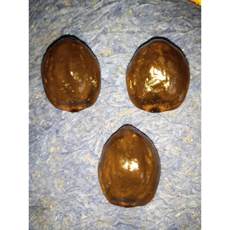 muncang jawa ori jenis mantili bagio paket 100/3