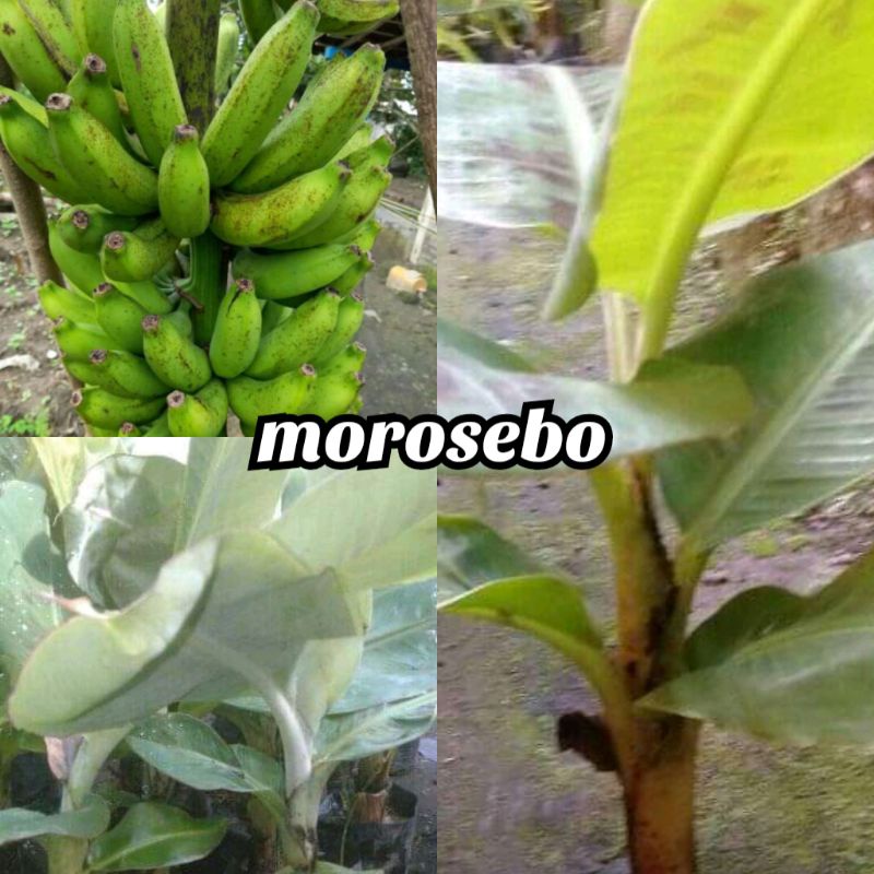 bibit pisang morosebo