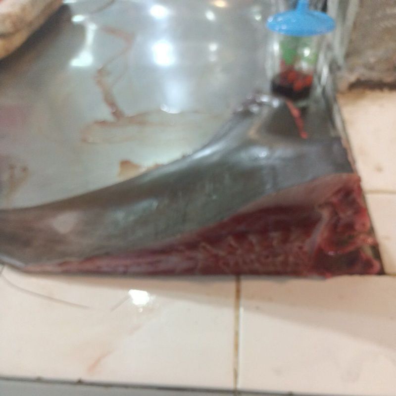 

Ikan Pari Potong Segar 1kg
