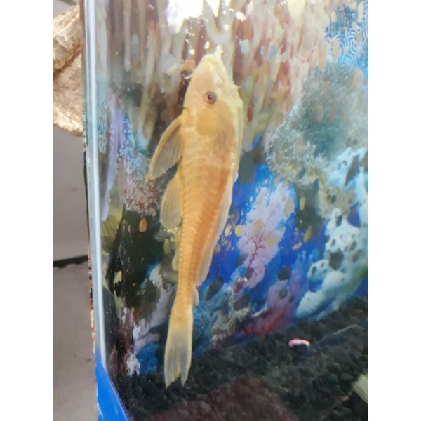 

ikan sapu-sapu 10cm/ikan hias/pemakan lumut