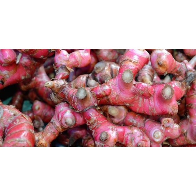 

JAHE MERAH TUA DAN SEGAR