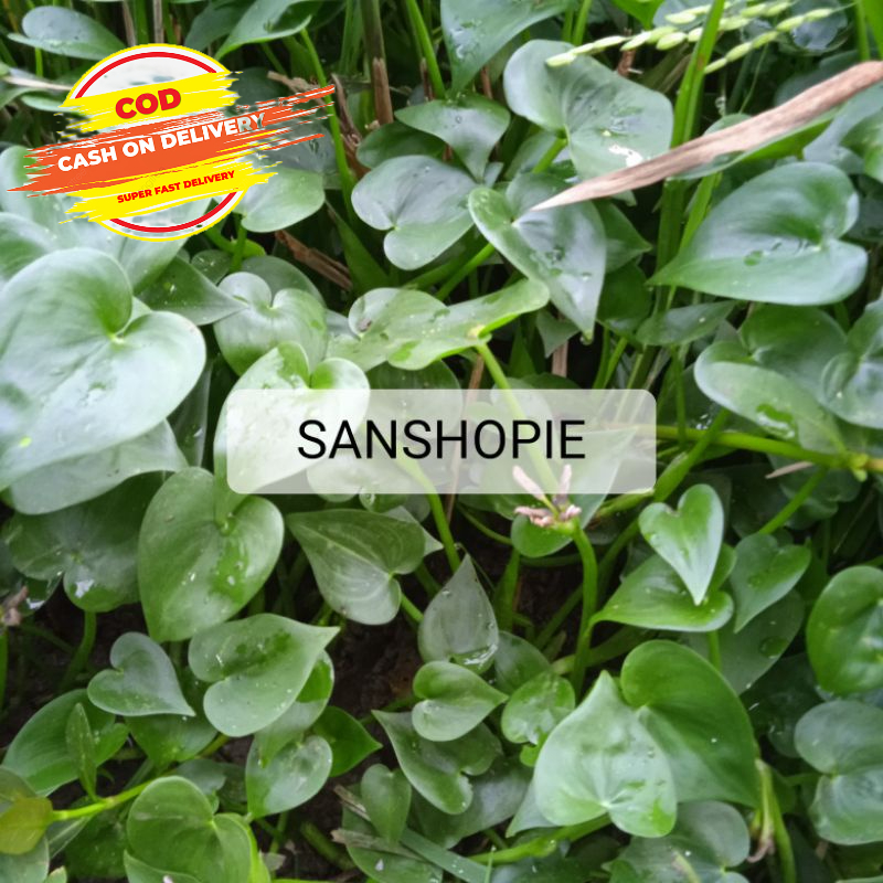 

Daun eceng sawah segar fresh per 500 gram