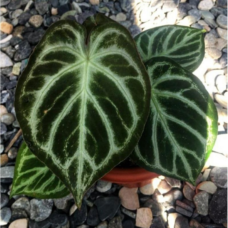 new antoriym hybrid forgeti X silverblush