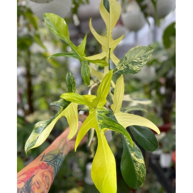 Florida Beauty Variegated