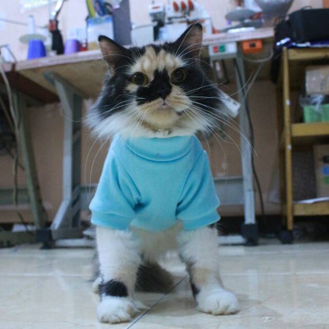 Kaos ala korea biru laut lucu untuk kucing dan anjing / baju kucing murah size S M L XL