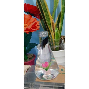 wadah hias ikan Cupang