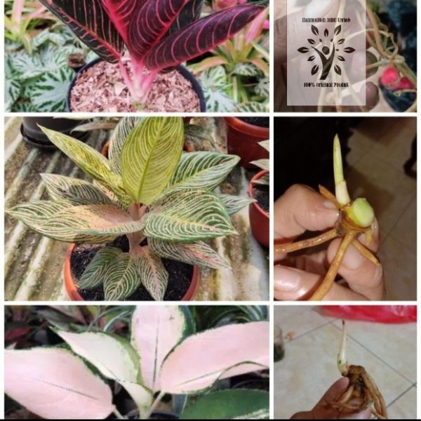 Paket 3 tanaman hias aglonema red sumatra-super white -suksom jaipong bonggol